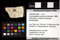 Foto (Objket + Etiketten) von Cracensigillatus acutirostris (Moericke, 1889) 